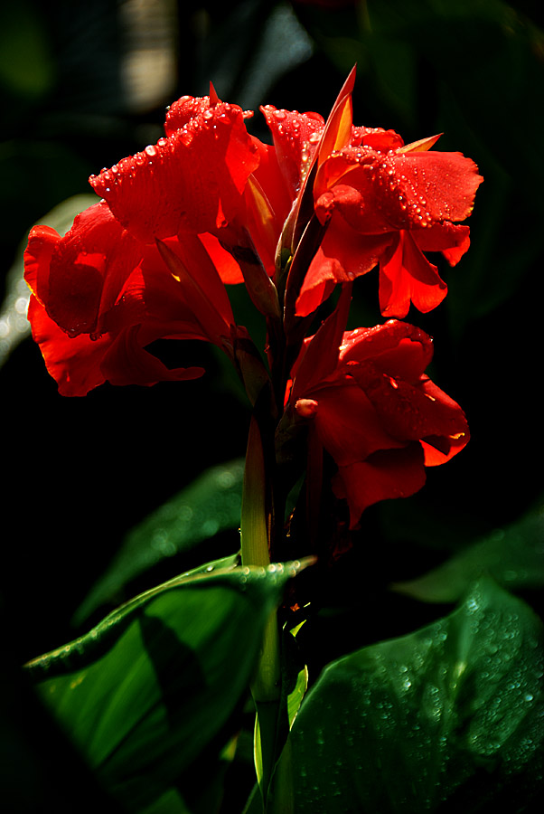 美人 蕉 (11).jpg