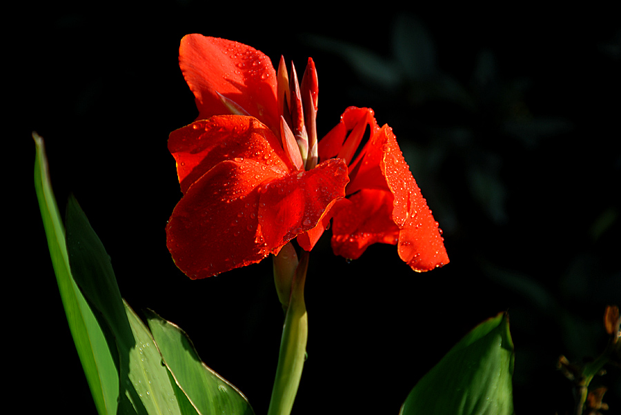 美人 蕉 (12).jpg