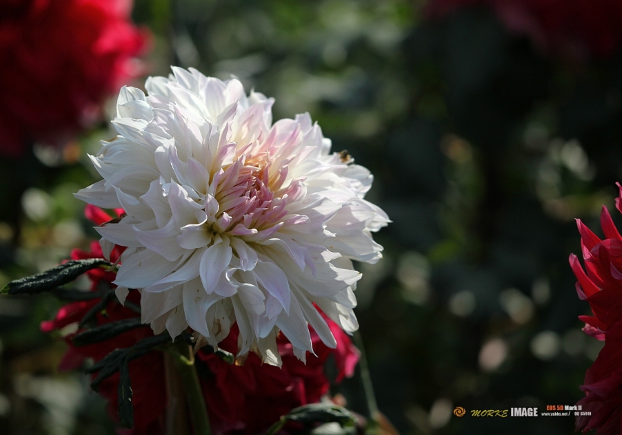IMG_2780a.jpg
