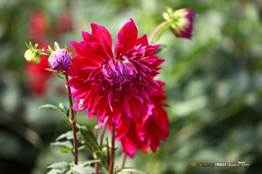 IMG_2924a.jpg