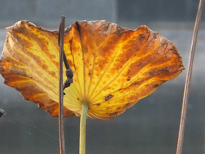 dscf5515_副本.jpg