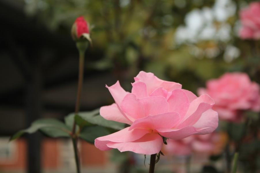 IMG_4142_调整大小.JPG