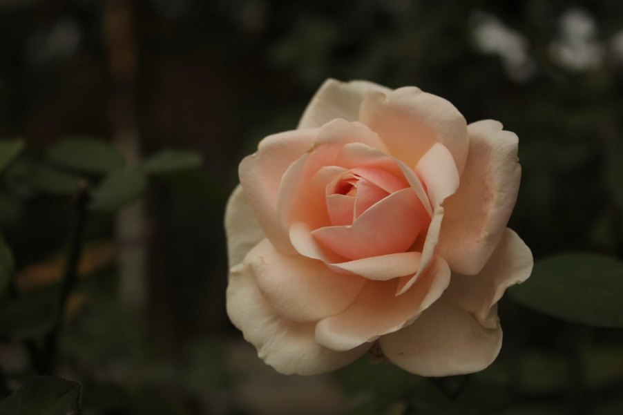 IMG_4153_调整大小.JPG