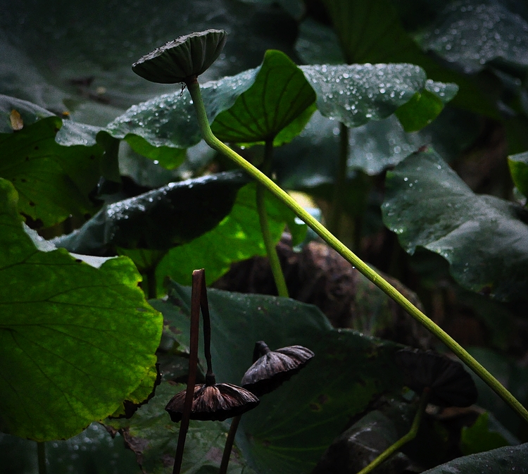 DSC_0977.jpg