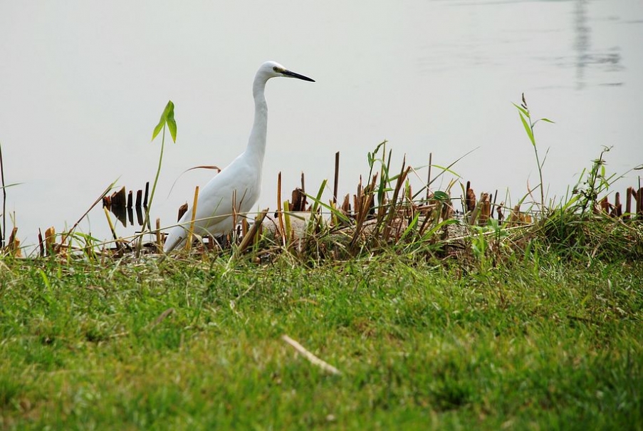 DSC_0487.JPG