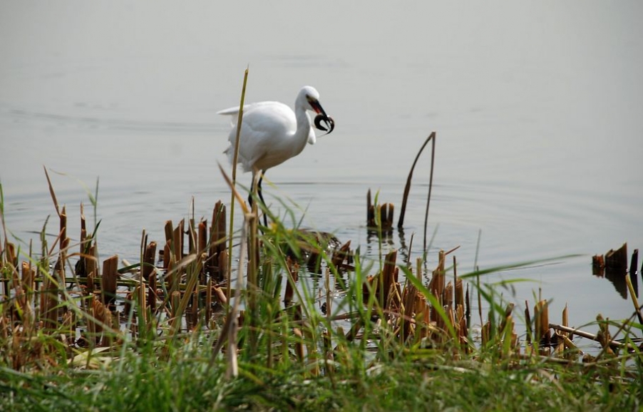 DSC_0584.JPG