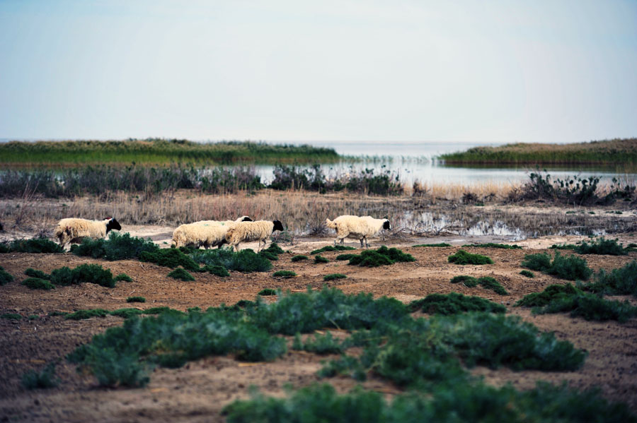 DSC_8595a.jpg