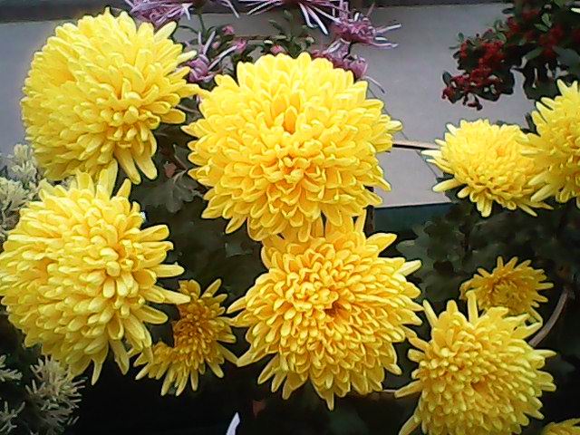 菊花