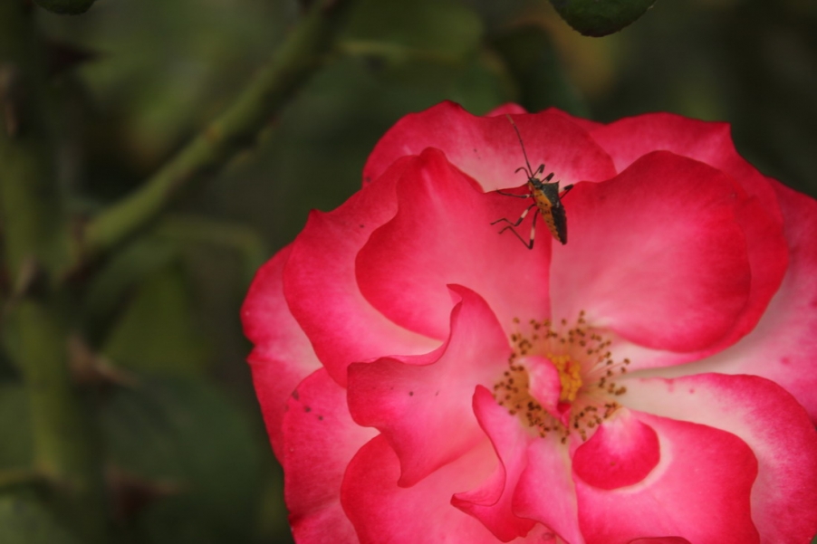 IMG_4147_调整大小.JPG