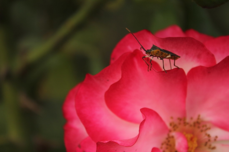 IMG_4150_调整大小.JPG