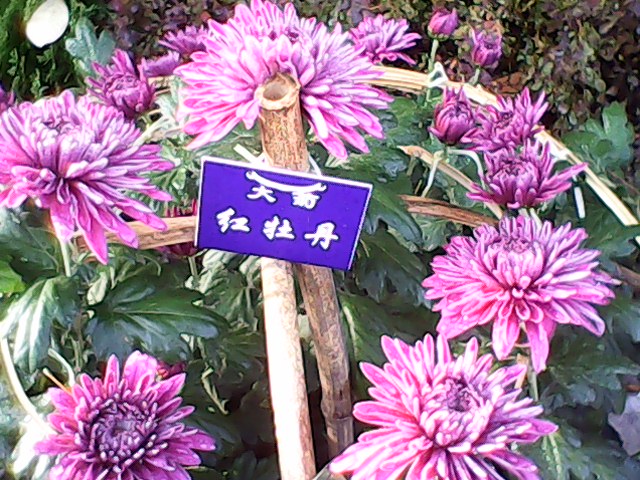 IMG00068.jpg