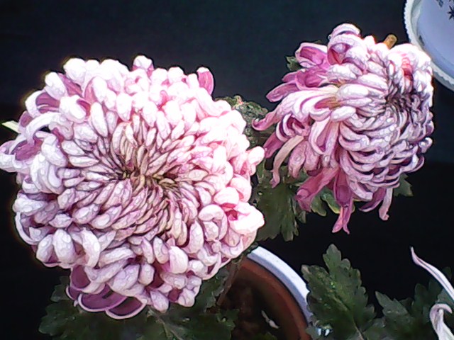 IMG00072.jpg