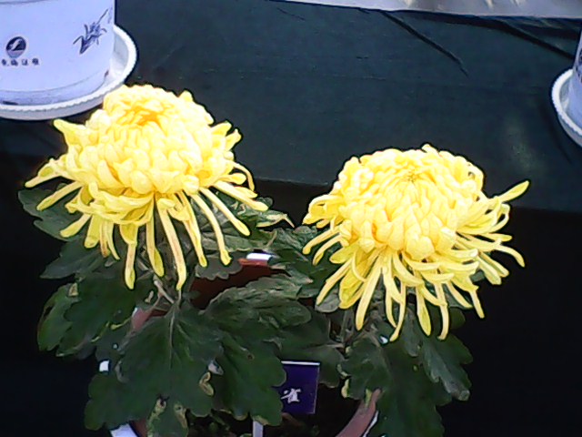 IMG00073.jpg
