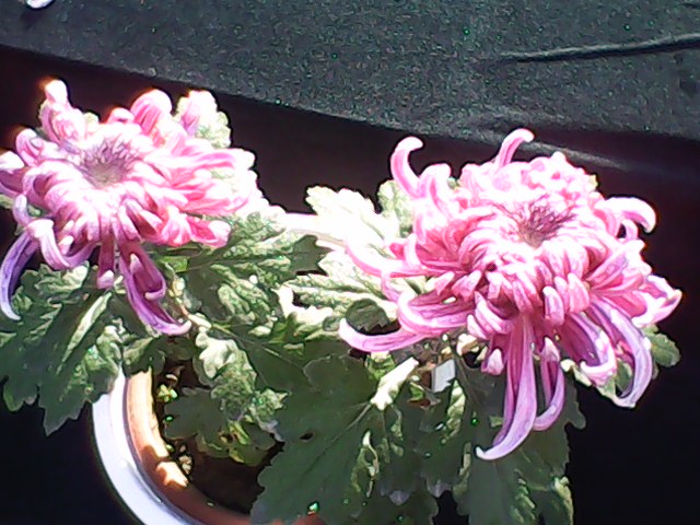 IMG00075.jpg