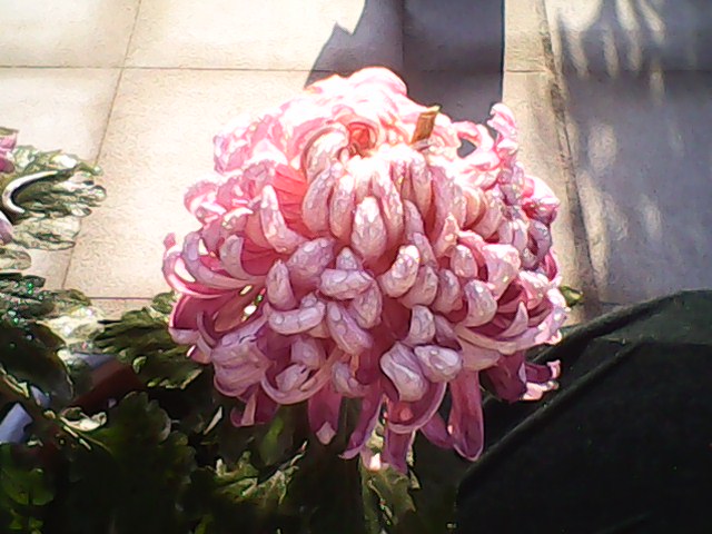 IMG00076.jpg