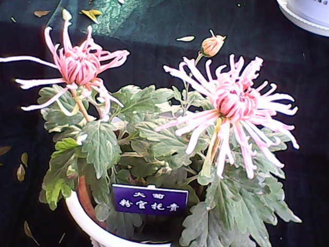 IMG00081.jpg