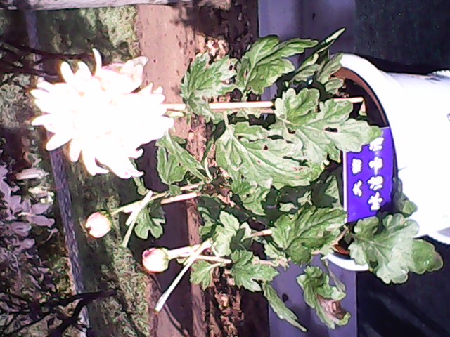 IMG00084.jpg