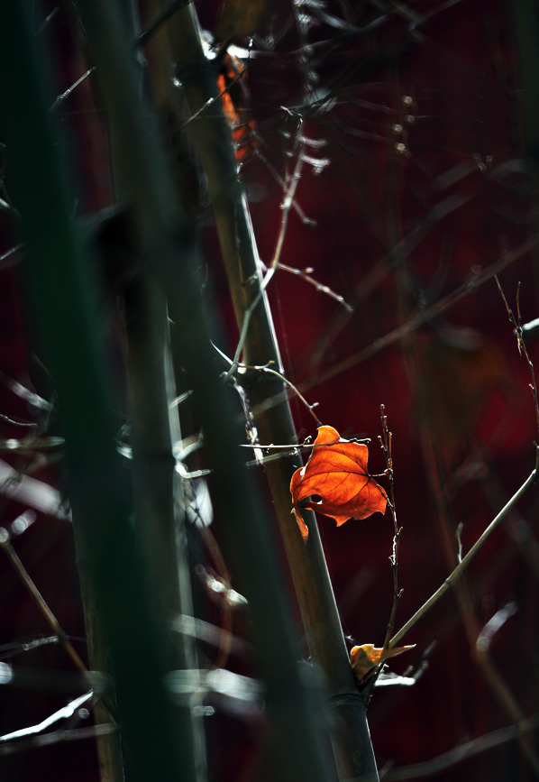 DSC_0039.JPG