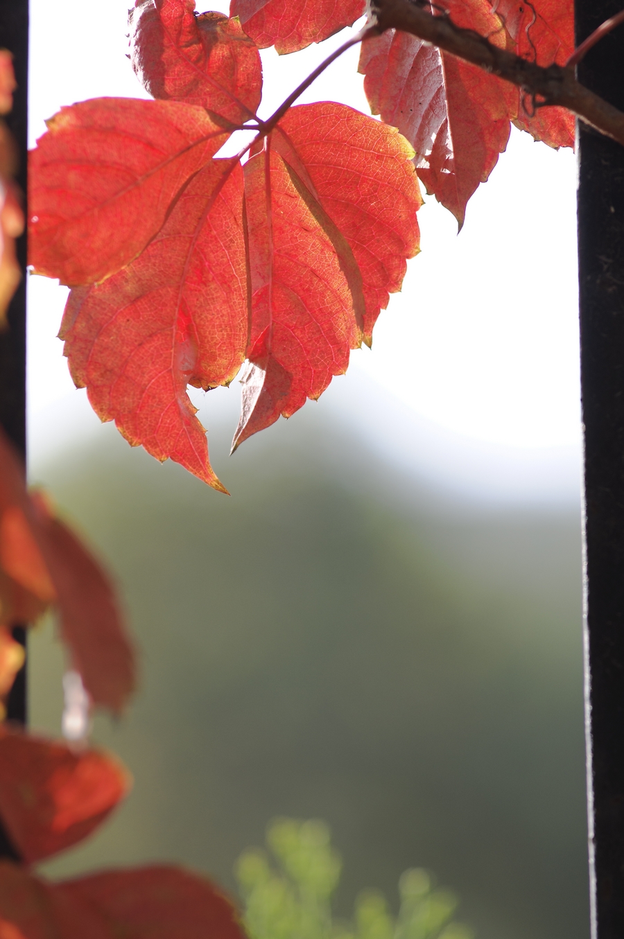 DSC_1154.jpg