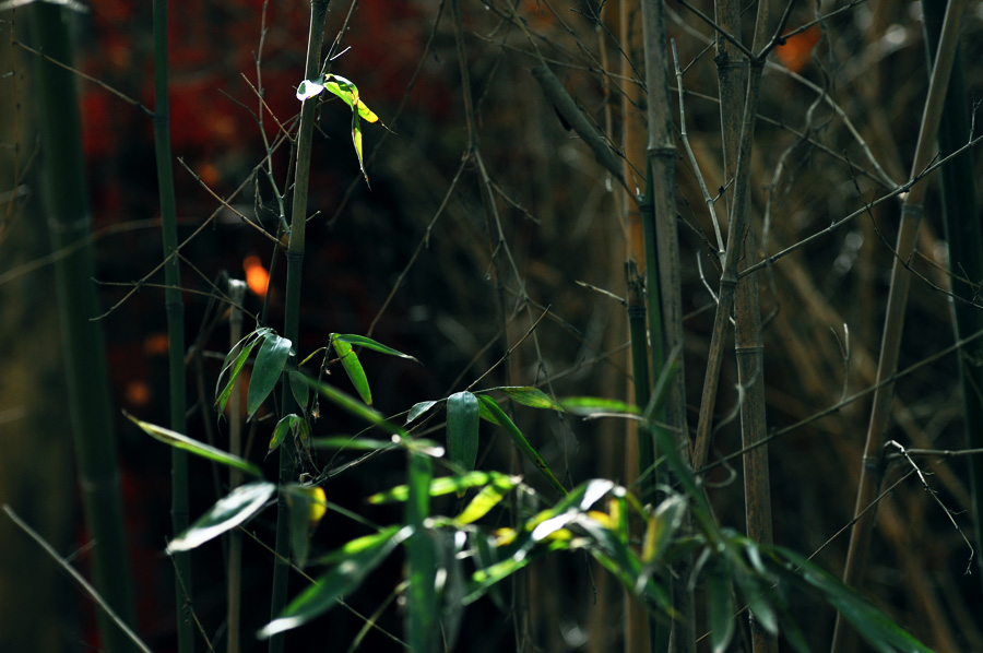 C_0025.JPG