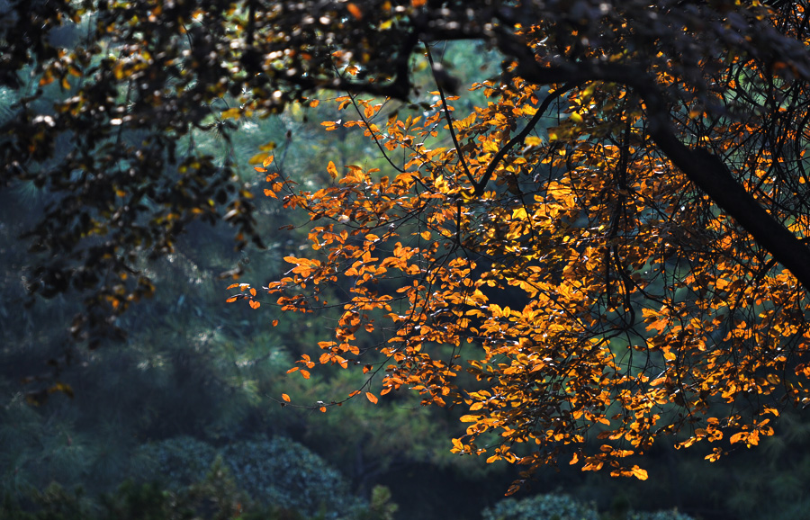 DSC_0002.JPG