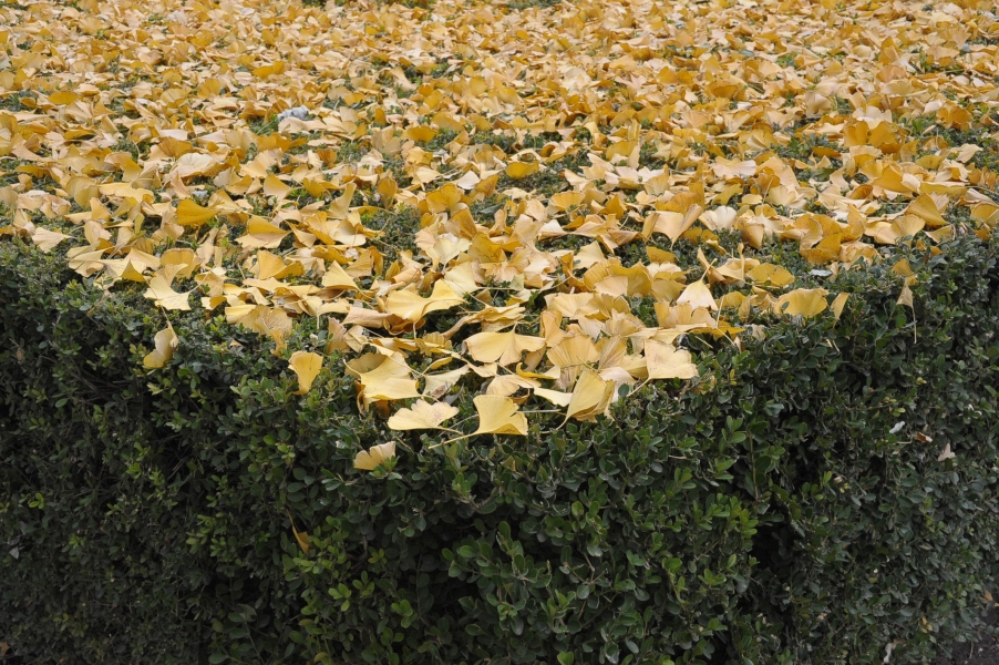 DSC_8983.JPG