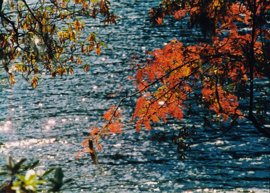 《红叶梦》.jpg