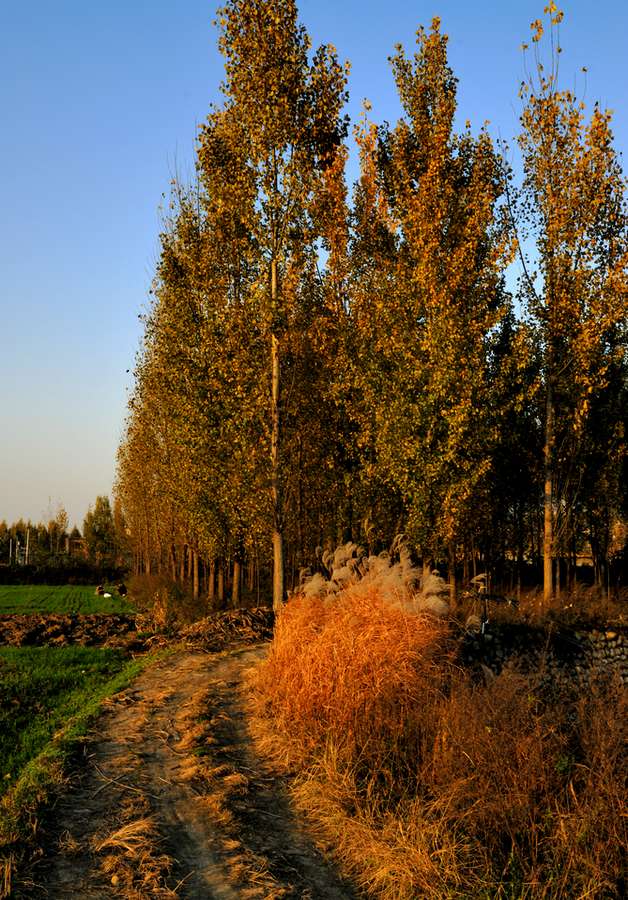 _DSC0130.jpg