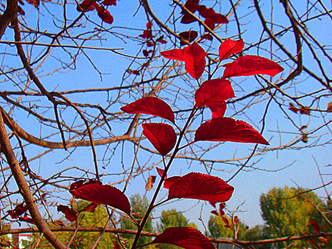 DSC09168_副本_副本.jpg