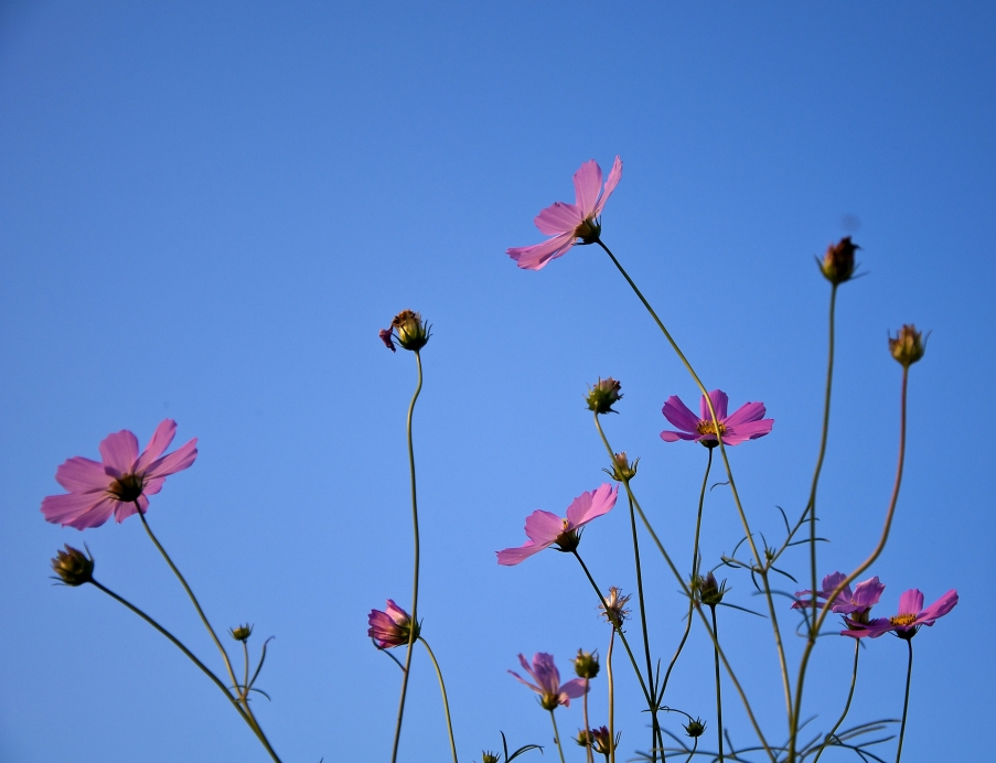DSC_0017.jpg