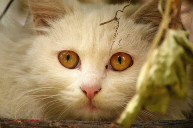 DSC_0114_副本.jpg