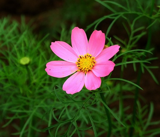 507c38971f19e53154fb96f1波斯菊.jpg