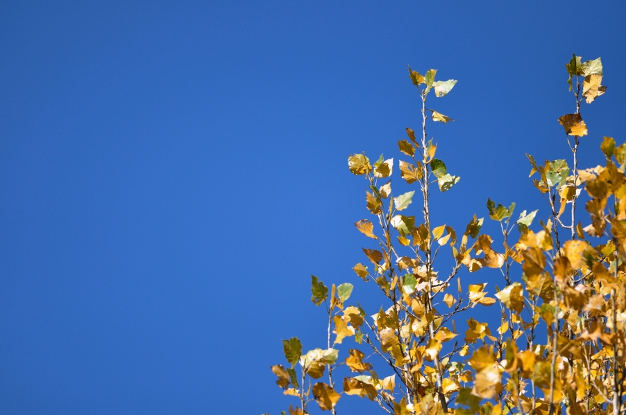 DSC_0204_HZP6.jpg