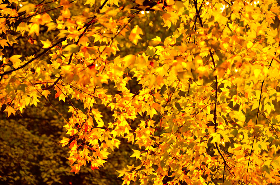 DSC_0858.jpg