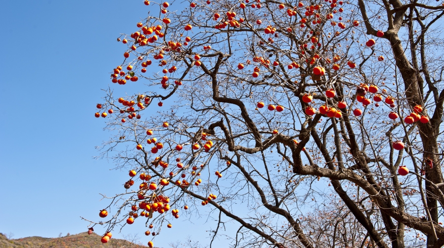 DSC_3487.JPG