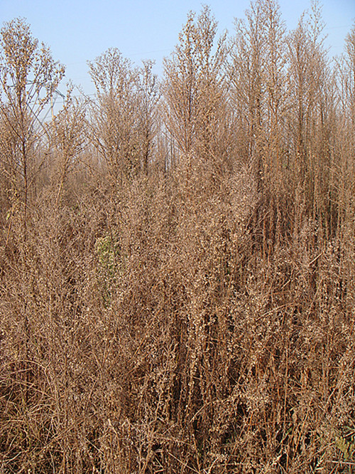 DSC09221_副本_副本.jpg