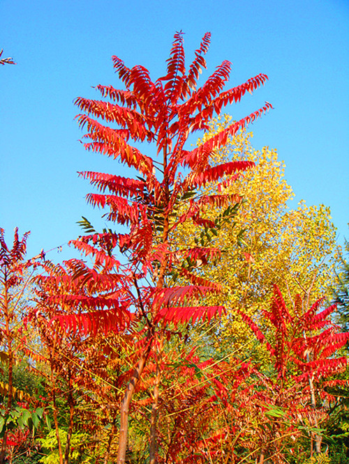 DSC09227_副本_副本.jpg