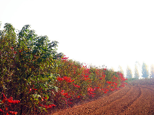 DSC09229_副本_副本.jpg