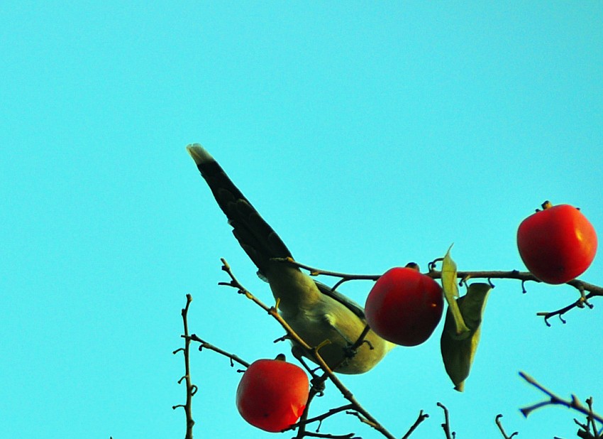 DSC_0211_conew1.jpg
