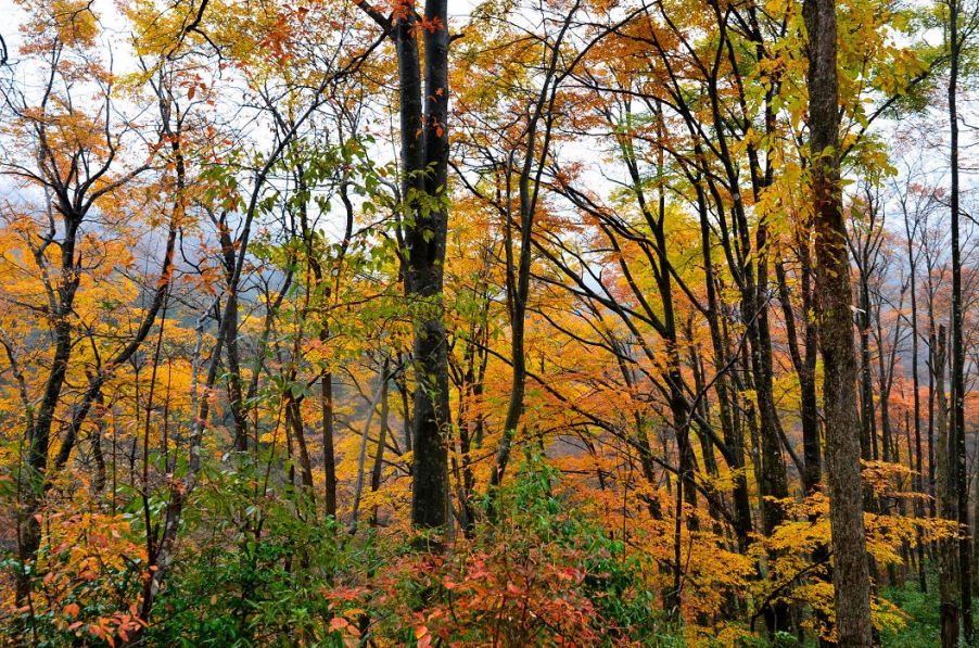 DSC_1807.JPG