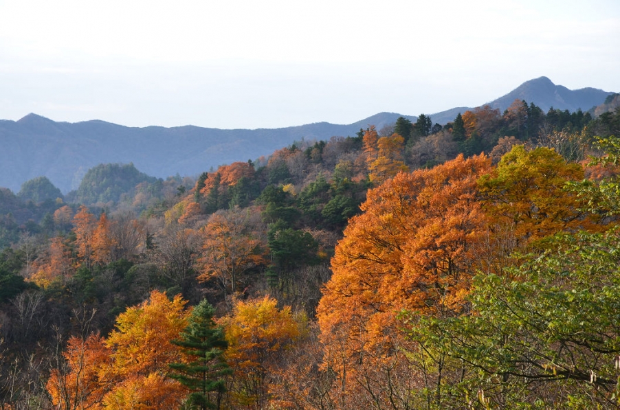 DSC_1907.JPG