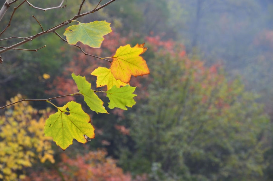 DSC_0343.JPG