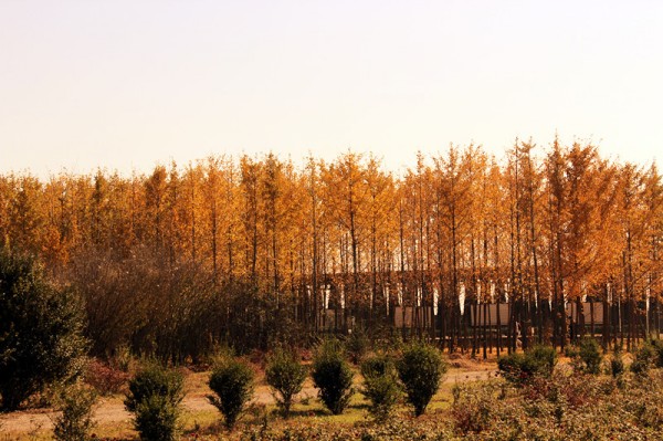 conew_img_7635_副本.jpg