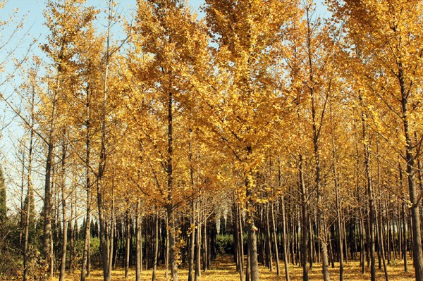 conew_img_7638_副本.jpg