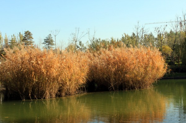 conew_img_7675_副本.jpg