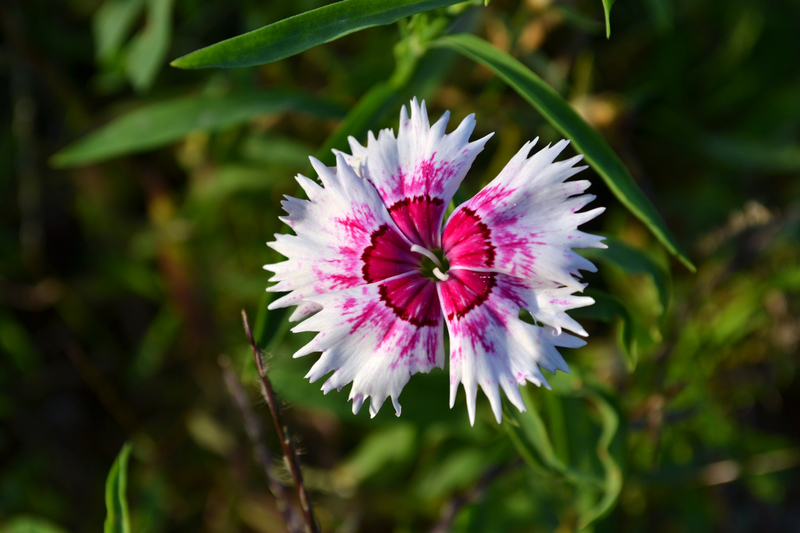 DSC_0117.jpg