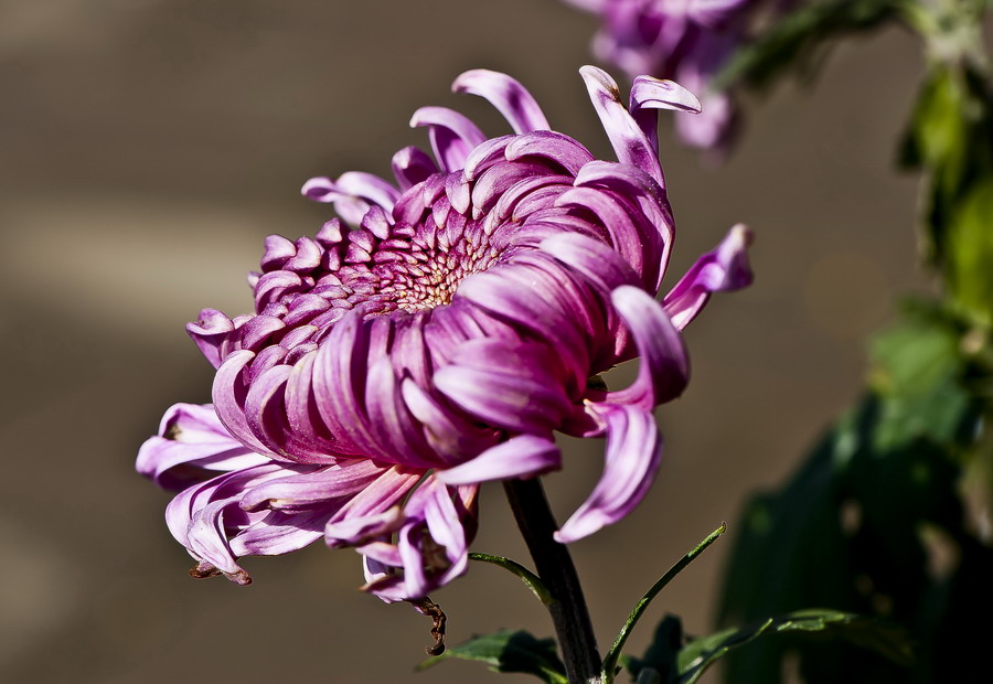 DSC_3765.JPG