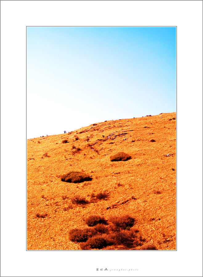 高山坡地草甸.jpg