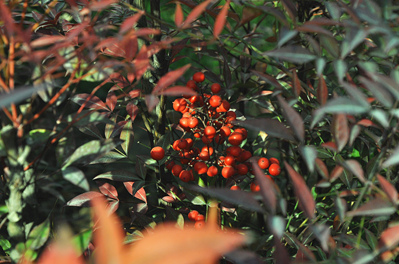DSC_1886_副本.jpg