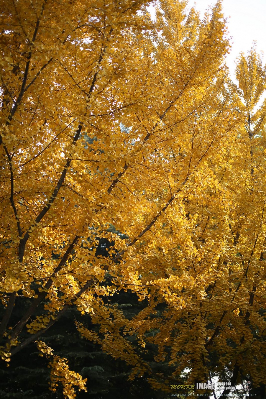 1G8A5721a.jpg
